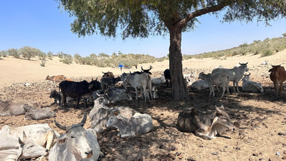 Solar Powered Fully Automated Water System