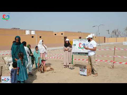 Pakistan Goat Rearing for Women - Livelihood & Nutrition